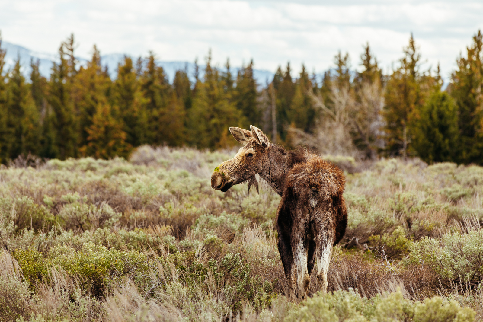 Moose Encouters